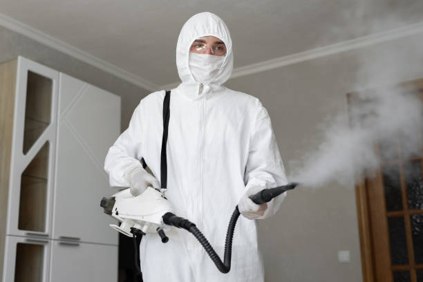 Trusted Wolfforth, TX Mold Removal Experts